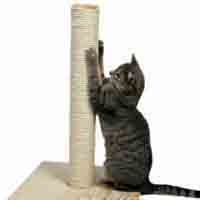 Cats: Rope for Cat Scratching Posts